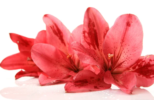 Розовые лилии — стоковое фото