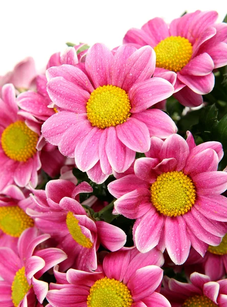 Pink chrysanthemums — Stock Photo, Image