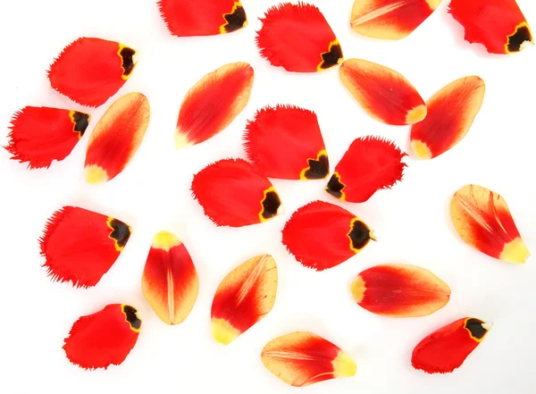 Petals of tulips — Stock Photo, Image