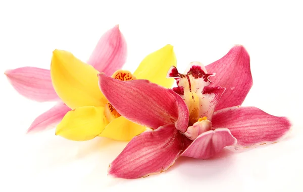 Růžové a žluté orchideje — Stock fotografie