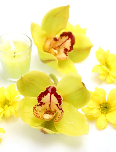 Žluté orchideje — Stock fotografie