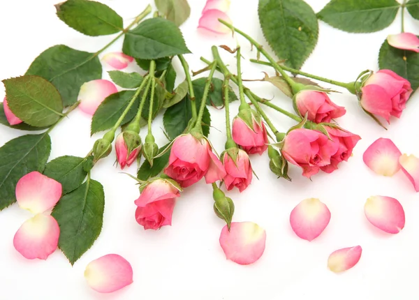 Roze rozen — Stockfoto