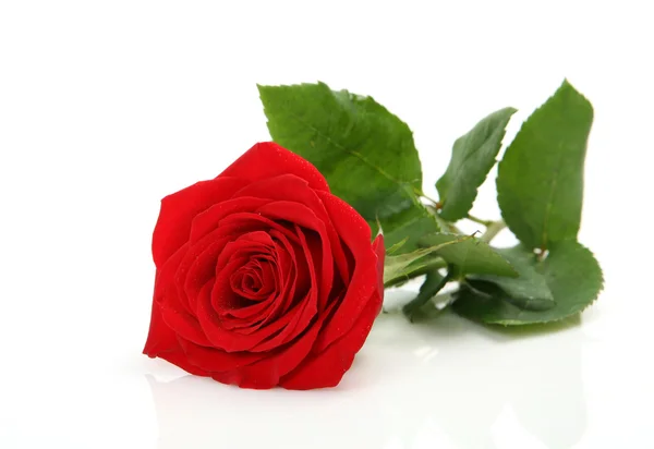 Red  rose — Stock Photo, Image