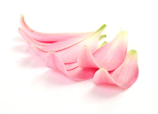 Kronblad av liljor — Stockfoto