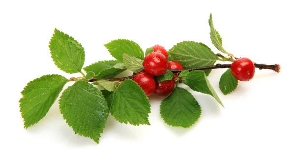 Ripe cherry — Stock Photo, Image