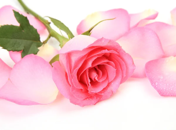 Pink rose — Stock Photo, Image