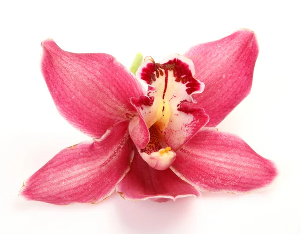 Fijne orchid — Stockfoto