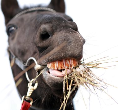Horse chewing hay clipart
