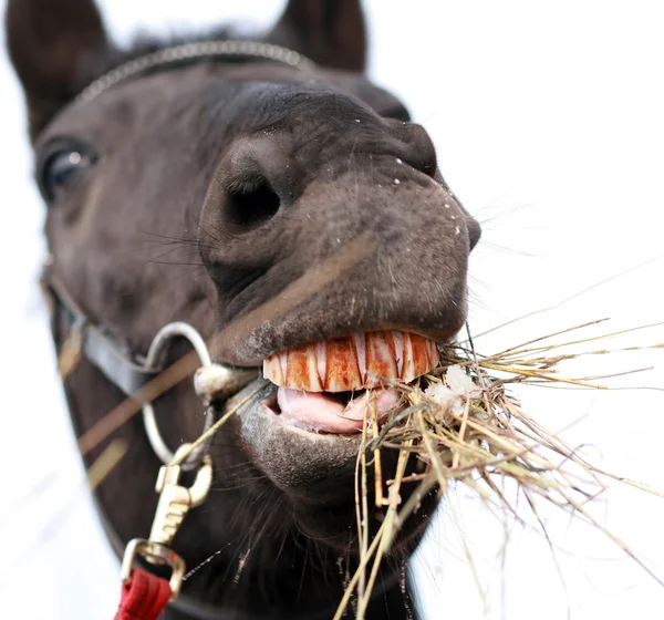At çiğneme saman — Stok fotoğraf