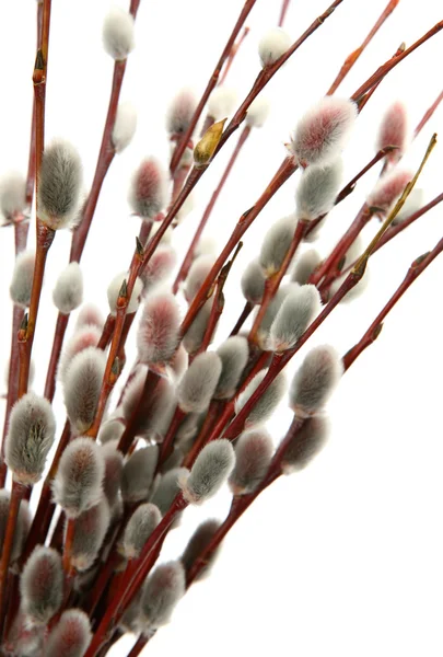 Branch of willow — Stock Photo, Image