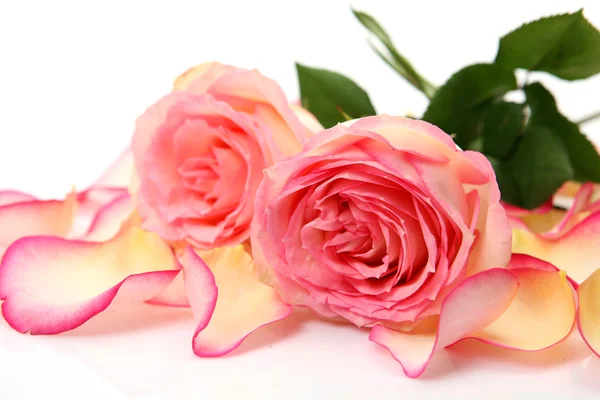 Pink roses — Stock Photo, Image