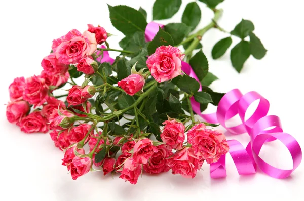 Pink roses — Stock Photo, Image