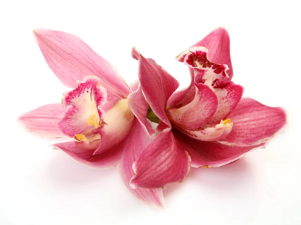 Orquídeas finas — Fotografia de Stock