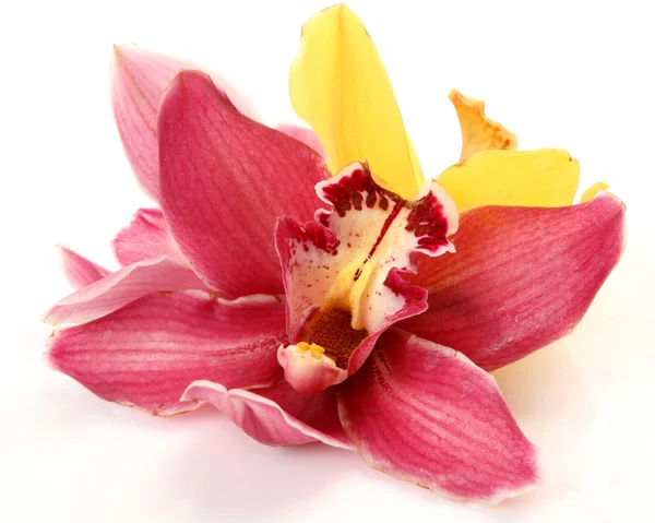 Feine Orchideen — Stockfoto