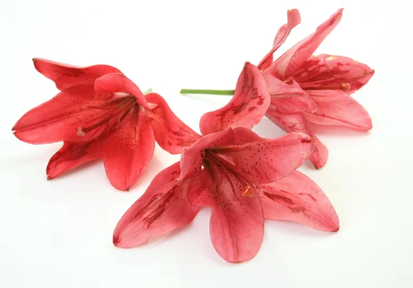 Rózsaszín liliom — Stock Fotó