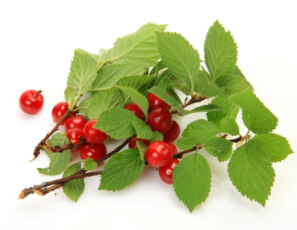 Ripe berry — Stock Photo, Image