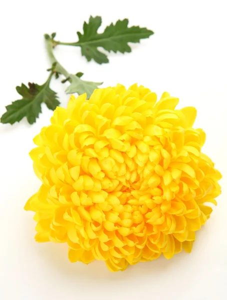 Yellow flower — Stock Photo, Image