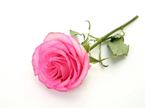 Pink rose — Stock Photo, Image