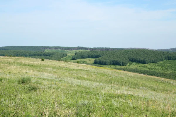 Trä och fält Stockfoto