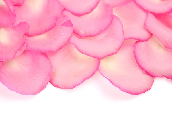 Růžové lístky růží — Stock fotografie