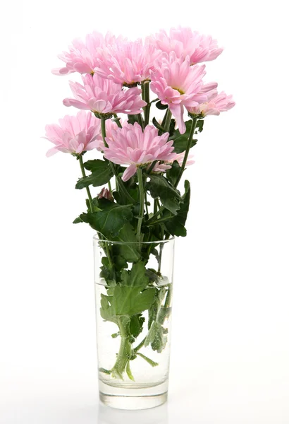 Pink flowers — Stock Photo, Image