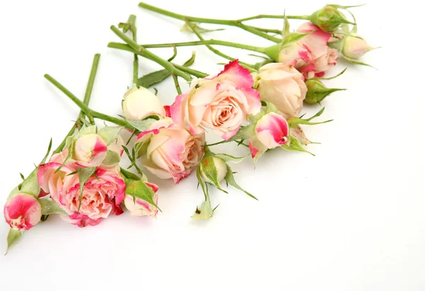 Bouquet of roses Stock Picture