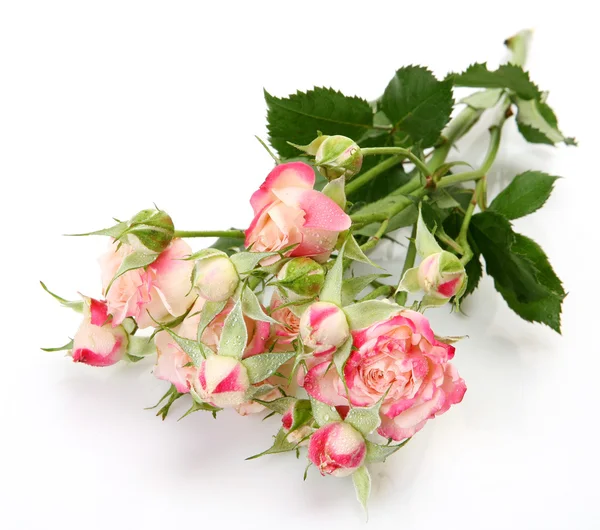 Fine pink roses — Stock Photo, Image