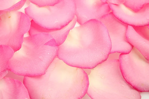 Rózsaszirmok a rózsaszín — Stock Fotó