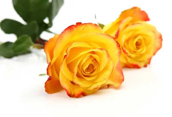 Two yellow roses — Stock Photo, Image