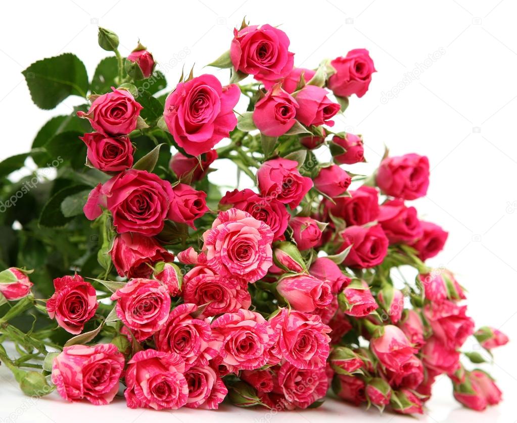 Pink small roses