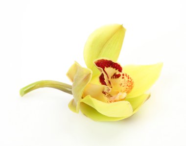 Sarı Orkide