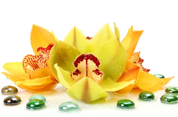 Жовта орхідея і зелений бісер — стокове фото