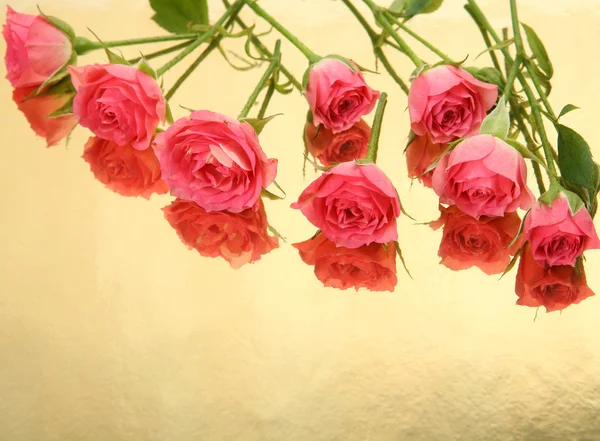 Pink roses — Stock Photo, Image