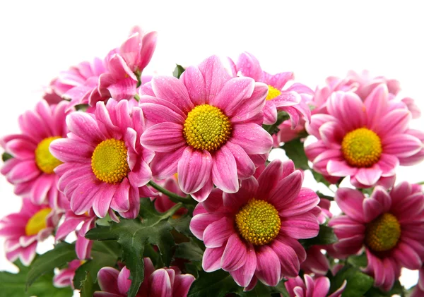 Pink flowers — Stock Photo, Image