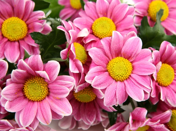 Pink flowers — Stock Photo, Image