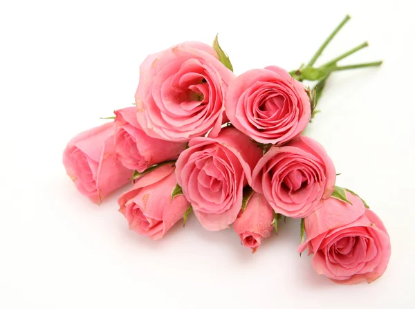 Fine roses Royalty Free Stock Photos