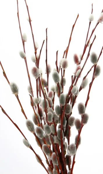 Branch pussy willow — Stockfoto