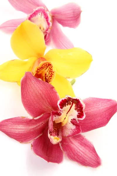 Pink and yellow orchids — Stock Photo, Image