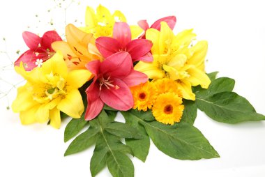 Lilyum ve Aster oluşan