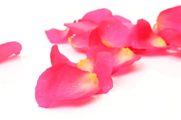 粉红色的玫瑰花瓣 — 图库照片