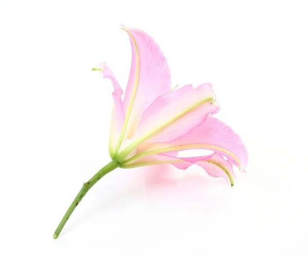 Mooie roze lily — Stockfoto