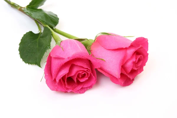 Beautiful pink roses Royalty Free Stock Images