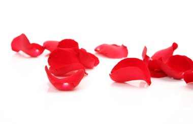 kırmızı gül yaprakları