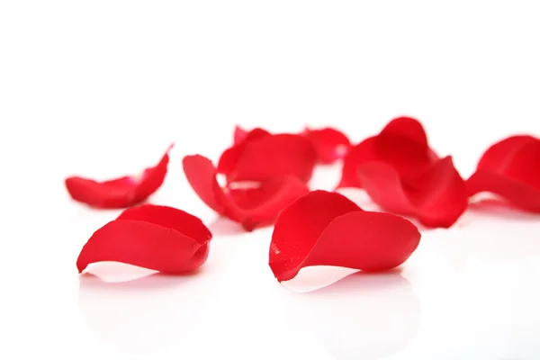 Red rose petals — Stock Photo, Image