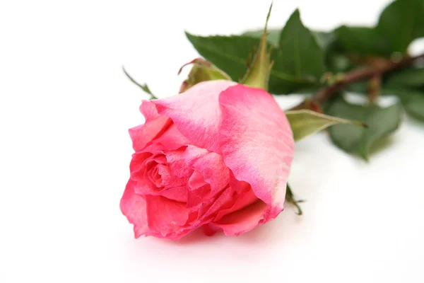 Hermosas rosas rosadas — Foto de Stock