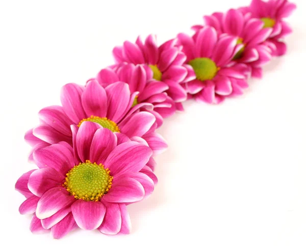 Pink  chrysanthemum flowers — Stock Photo, Image