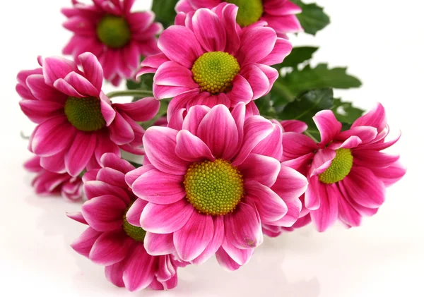 Flores de crisântemo rosa — Fotografia de Stock