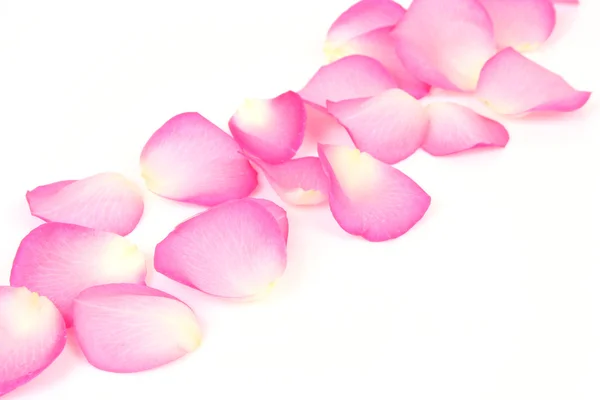 Pétales de rose rose — Photo