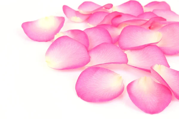 粉红色的玫瑰花瓣 — 图库照片
