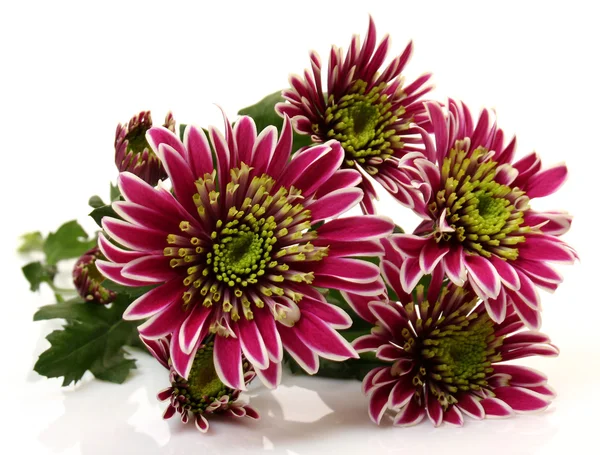 Boeket van paarse chrysanten — Stockfoto